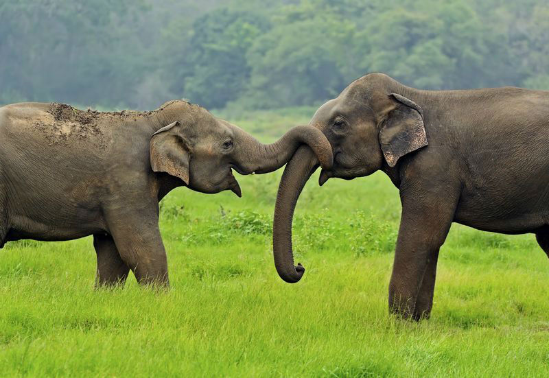 Kultur & Tierwelt Sri Lanka